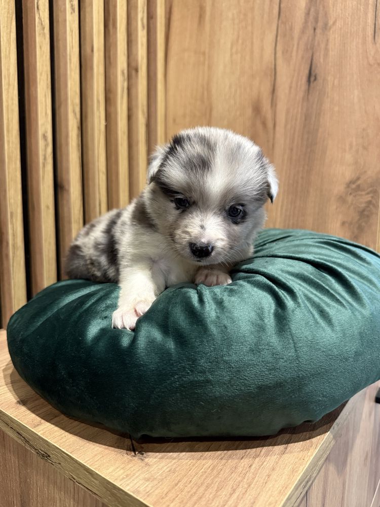 Suczka Blue merle Border Collie