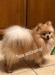 Szpic miniaturowy -Pomeranian