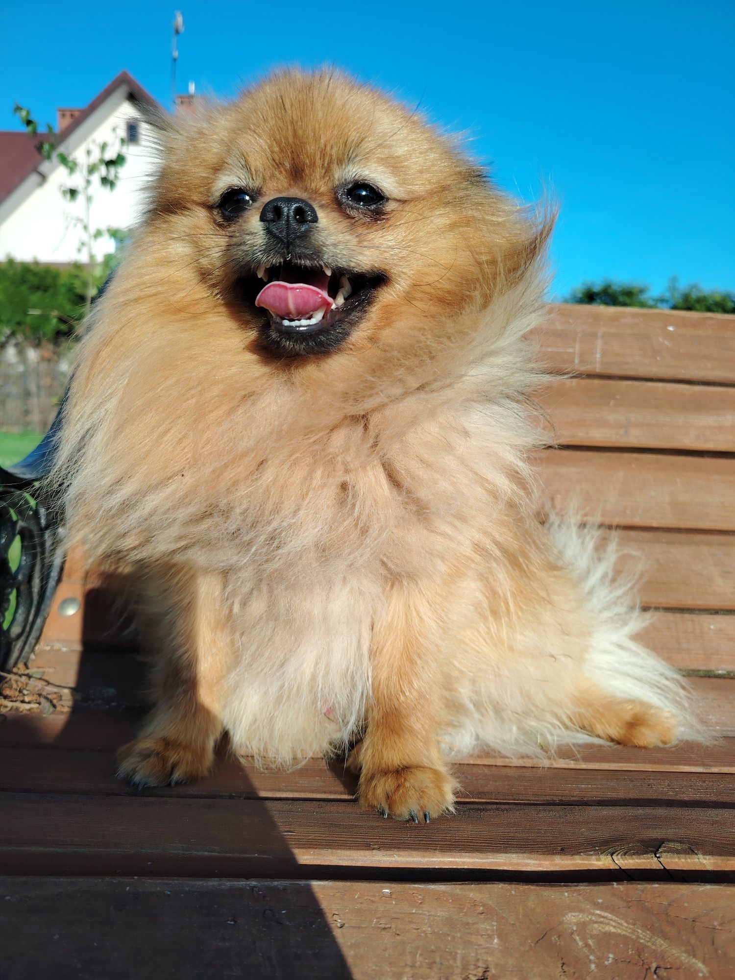 Szpic miniaturowy pomeranian