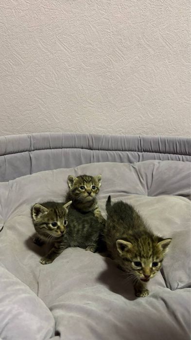 Віддам кошеня, в добрі руки