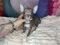 Chihuahua***Piękny***Czekoladowy***Chłopczyk***Gotowy***Do***Odbioru