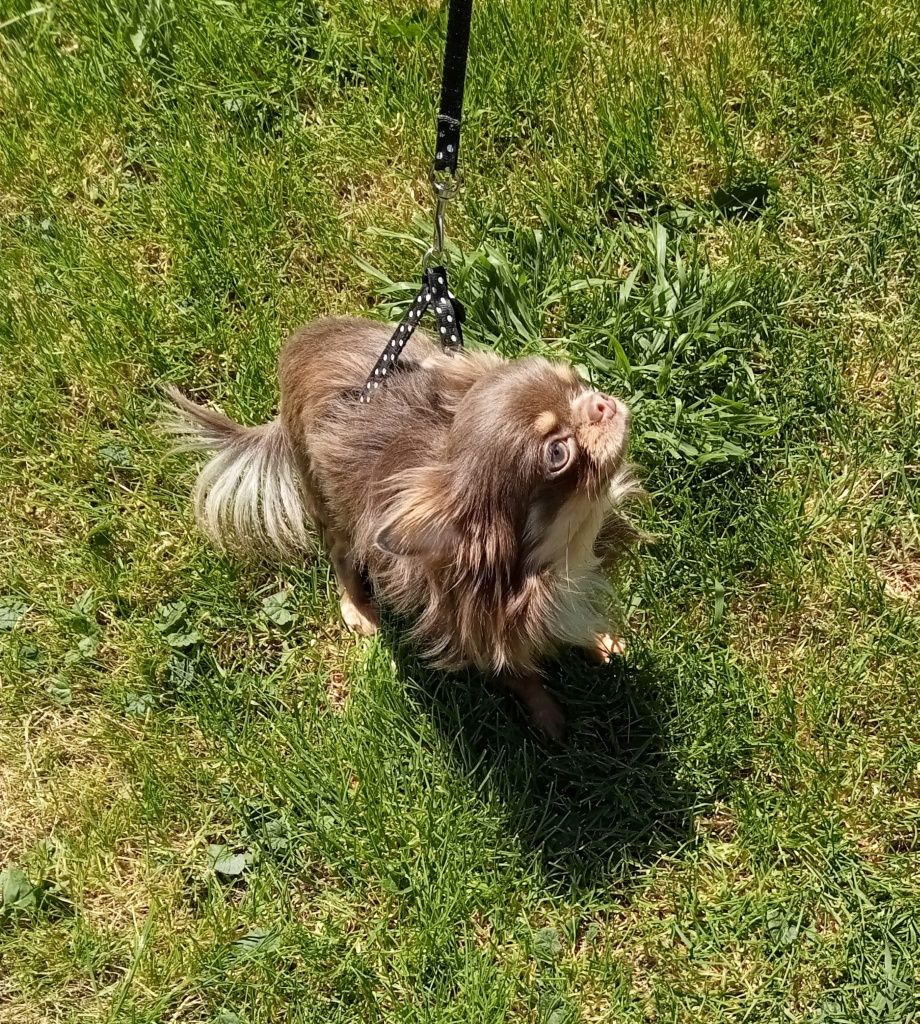 Rodowodowy długowłosy piesek biało-niebieski Chihuahua