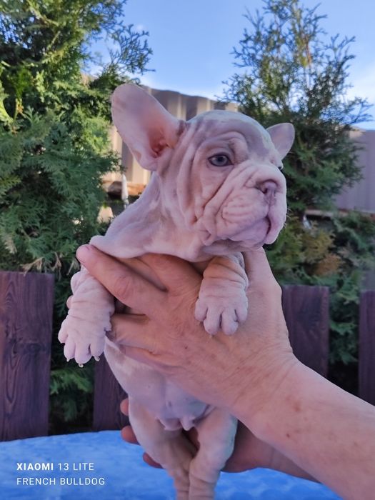 Красотка французький бульдог Нью шейд мерлле.