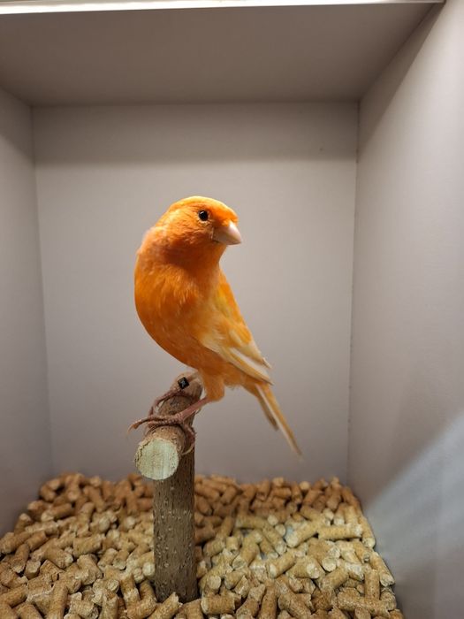 Kanarki czerwone,  samce.