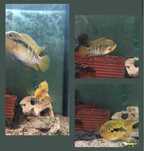 Ciclídeo Arco-íris ( Herotilapia multispinosa)