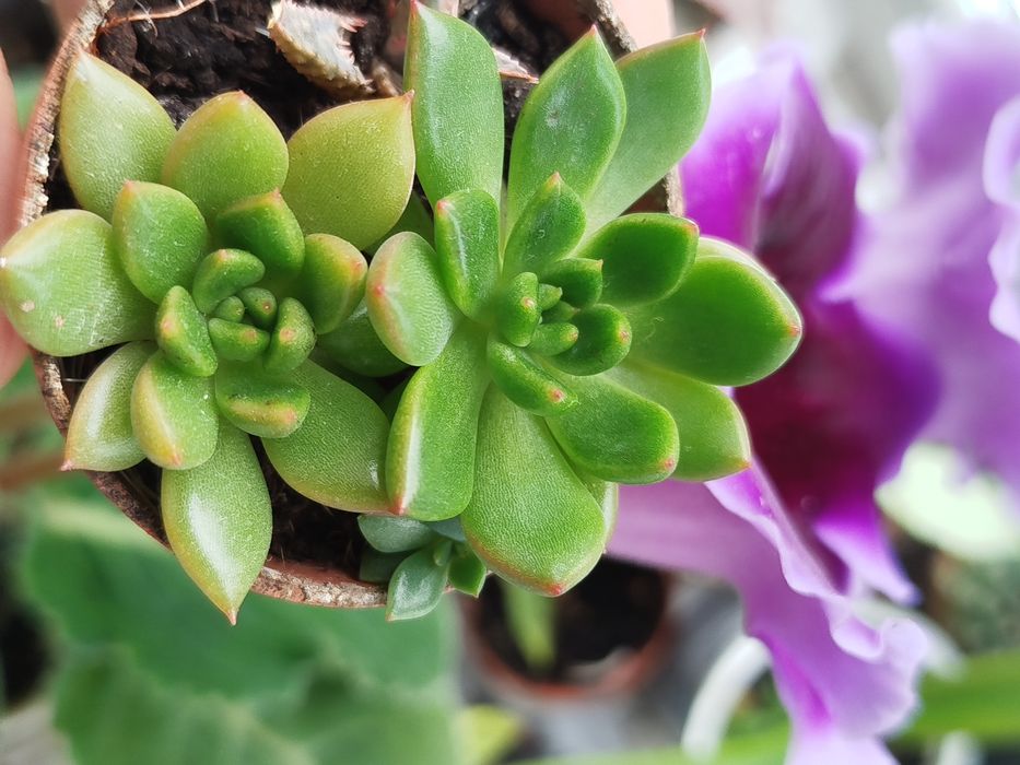 Суккулент по 15 гривень