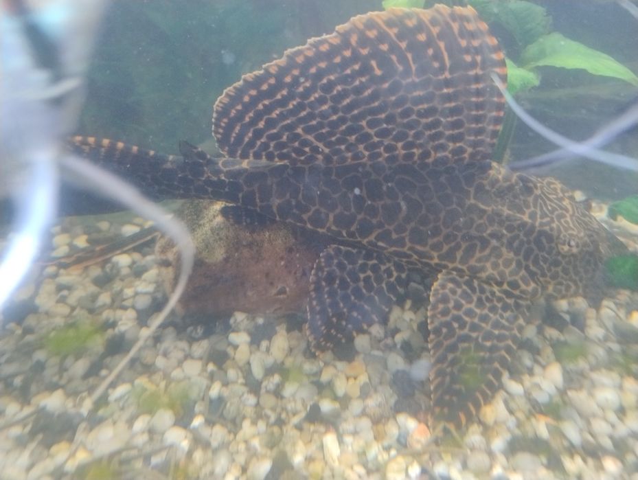 Ryba glonojad-zbrojnik lamparci