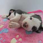 American Staffordshire Terrier ZKwP szczeniaki blue