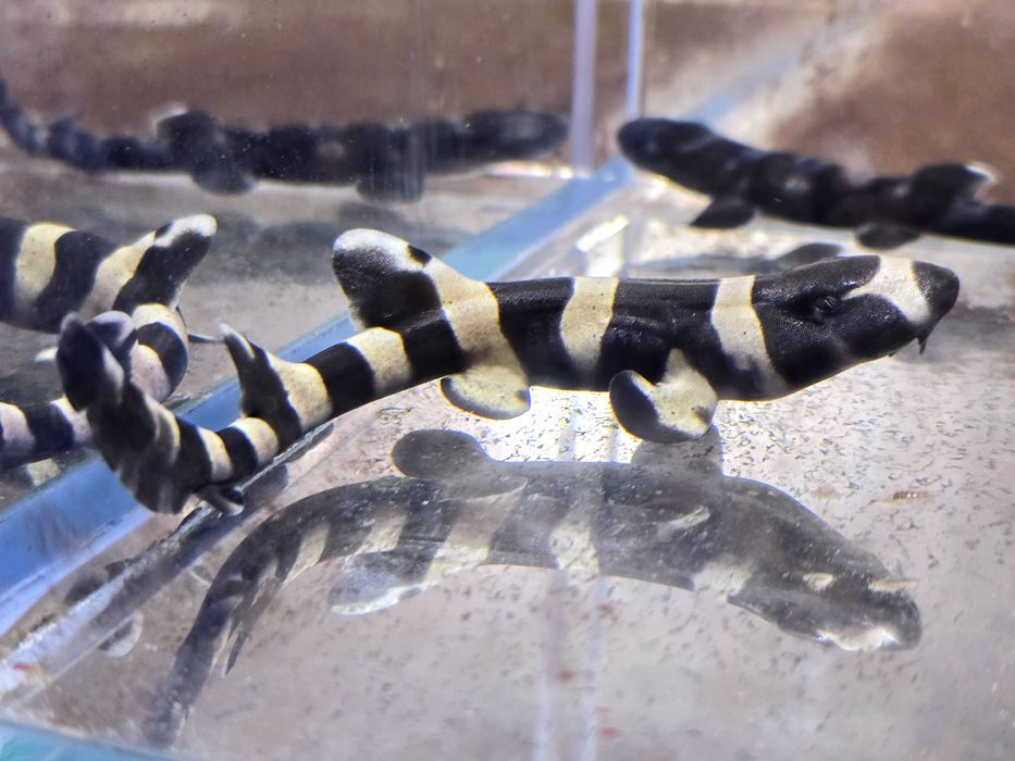 Chiloscyllium punctatum Rekin Bambusowy Młody- 15cm Ryba morska Poznań