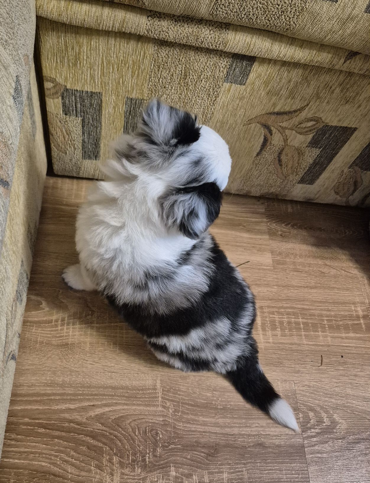 Suczka Border Collie