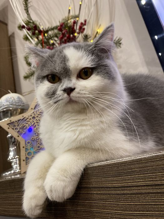 Piękna kotka brytyjska dwuletnia. Możliwa opcja hodowlana