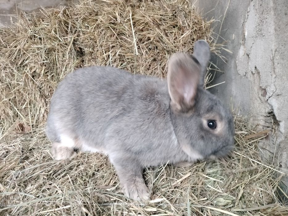 Królik samiec mieszaniec