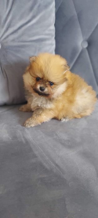 Piękny piesek Szpic miniaturowy