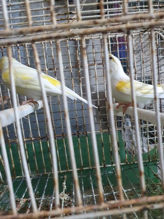 Canários mosaico amarelo casal