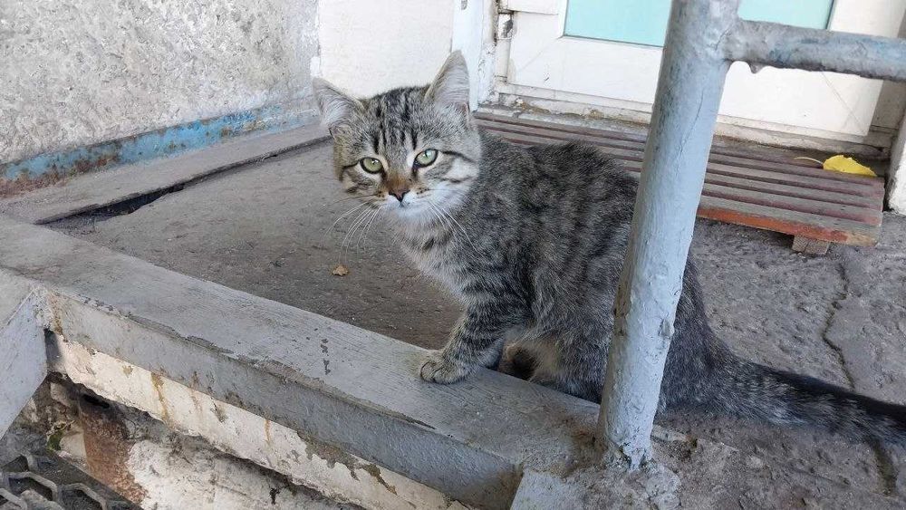 Одам в хорошие руки котят