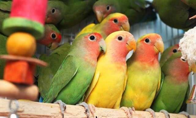 Готові до дружби і навчання: Наші папуги-нерозлучники