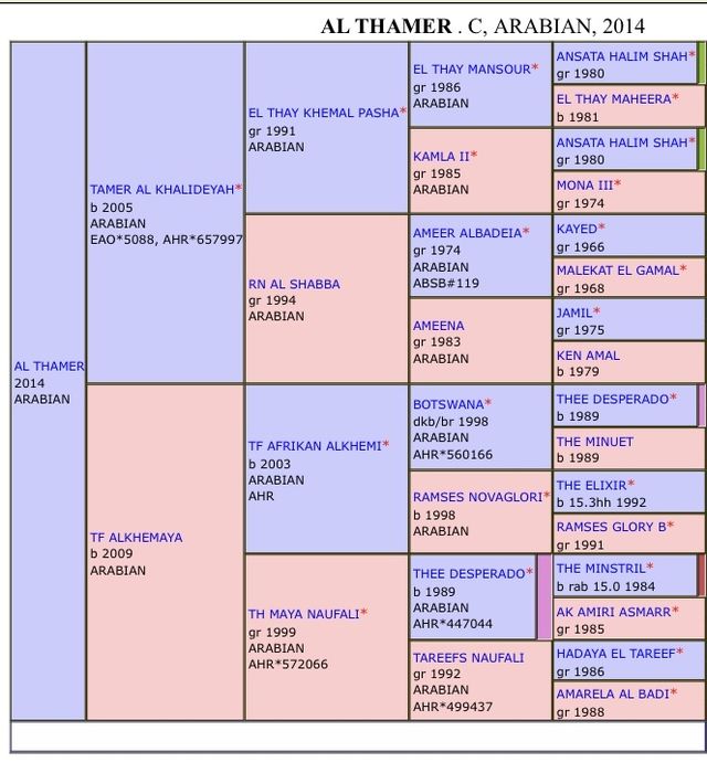 Vendo Cavalo PSA, 11 anos, castrado, 1.56 castanho