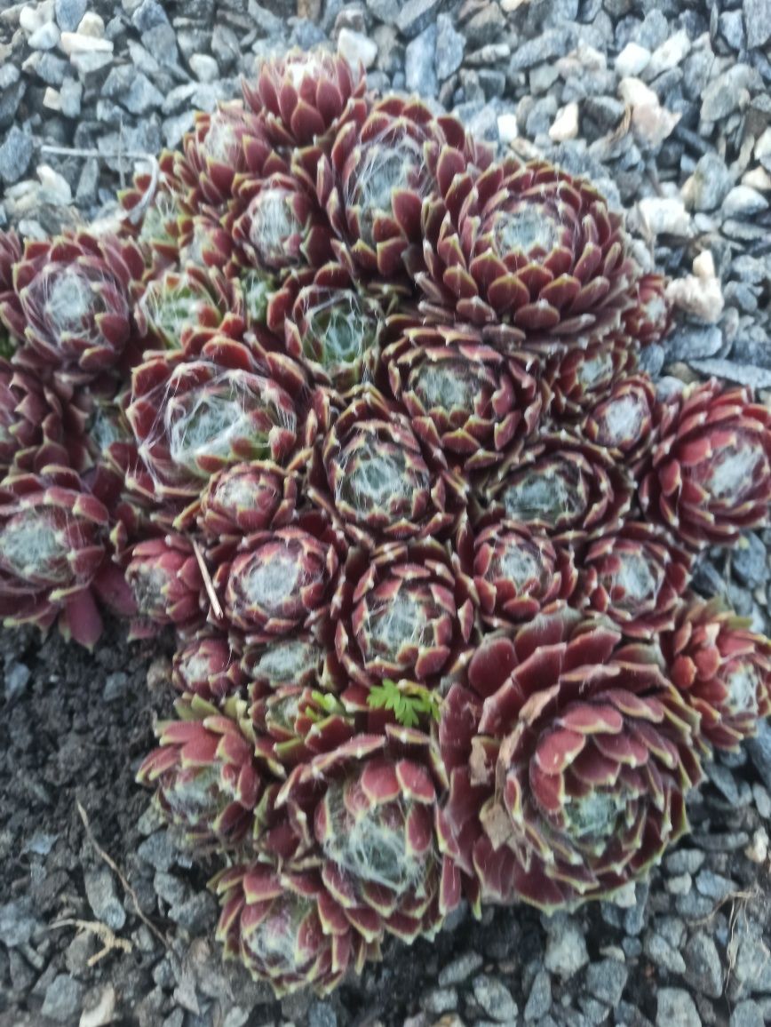 Молодило. Каменная роза. Sempervivum. Морозостойкий многолетник. Набор