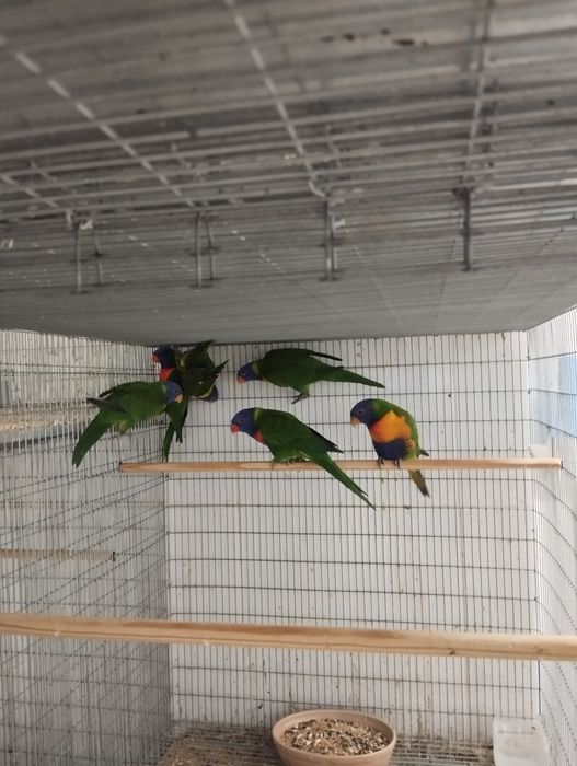 Loris machos e fêmeas de 2024