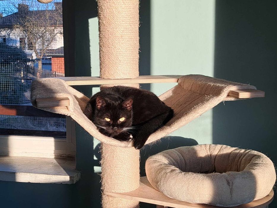 Lękliwa Bunia szuka cierpliwego domu