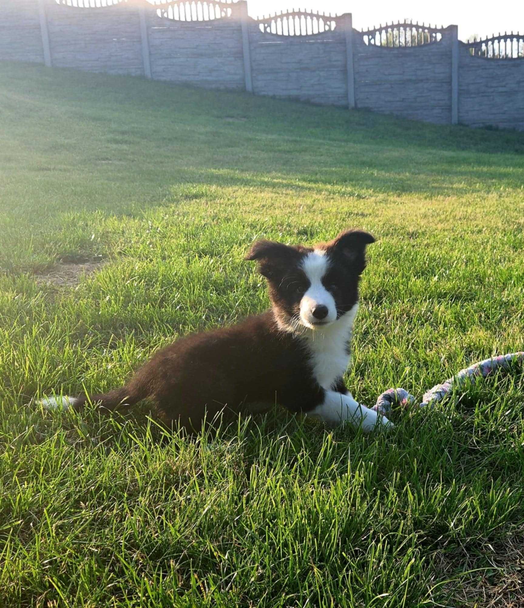 Border collie piesek z metryką ZKwP :)