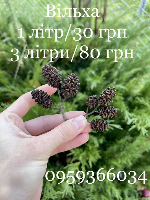 Для декора декору природній матеріал для поделок шишки жолуди рокитник