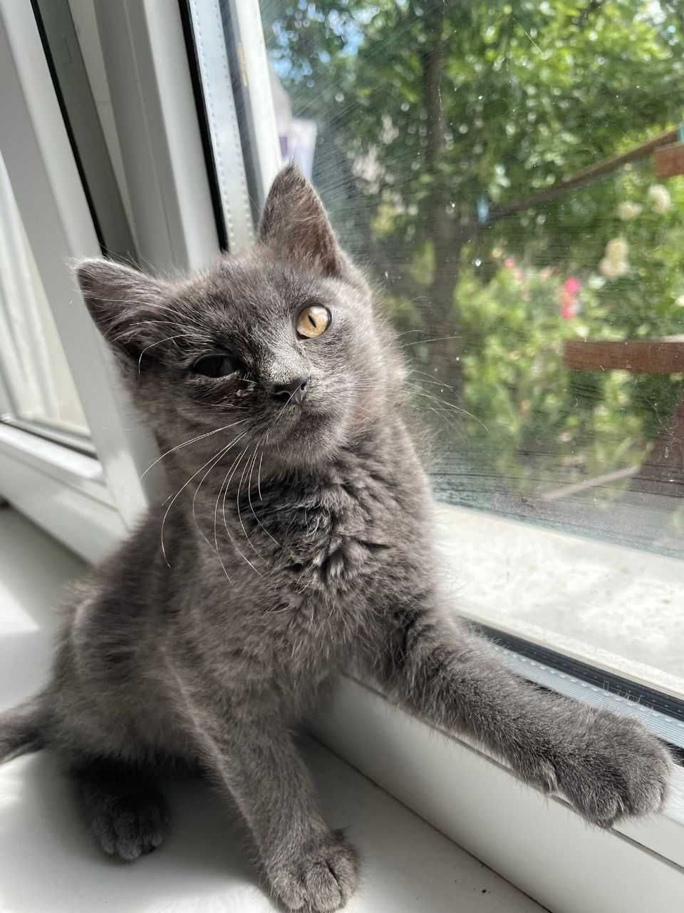 Котики ищут дом и заботливых хозяев