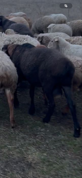 Продам курдючних самців гісарів