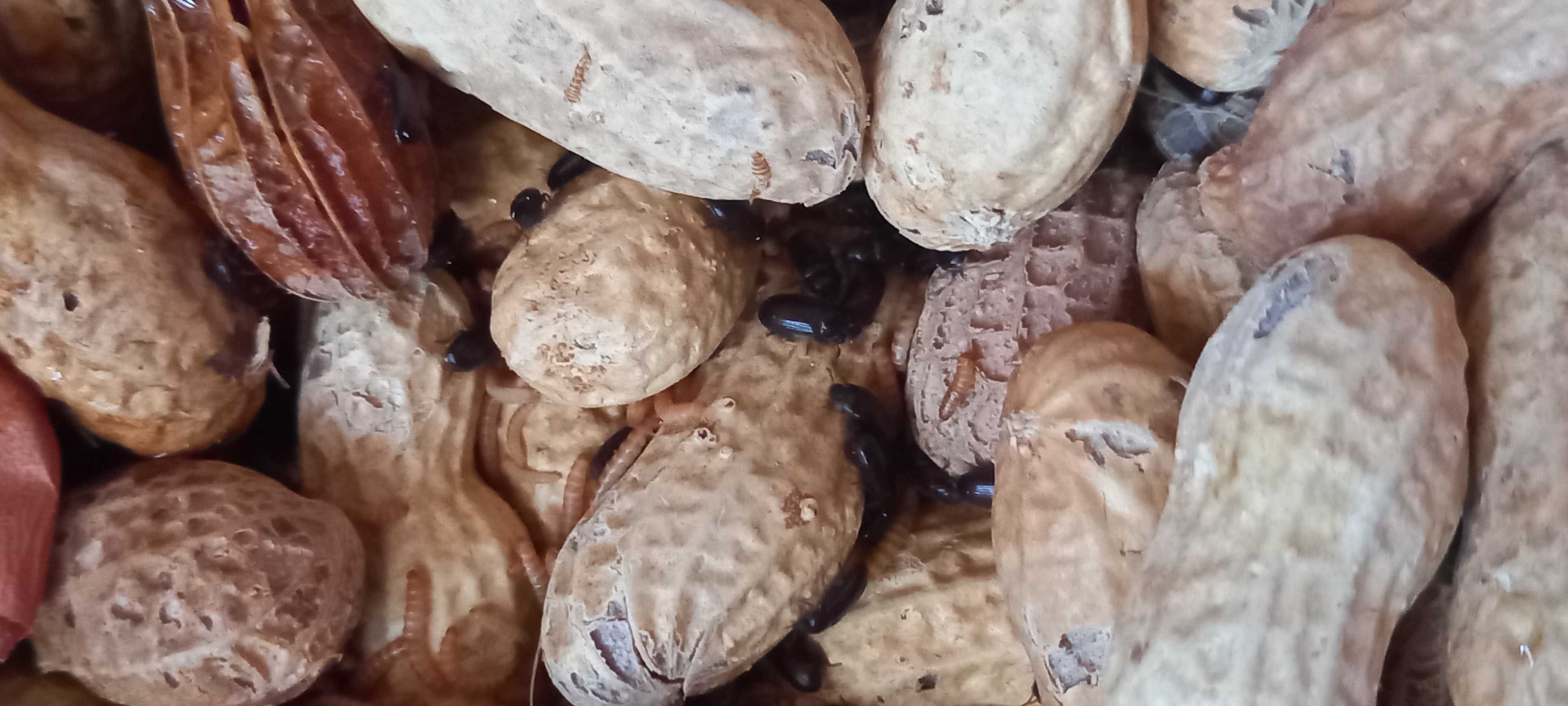 Alimento Vivo- Tenébrio do amendoim