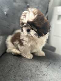 Piesek Shih Tzu tri color