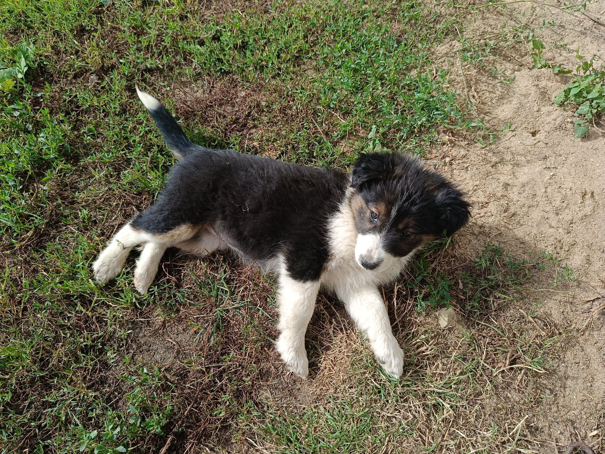 Szczeniaczki mieszańce, mama owczarek szkocki collie