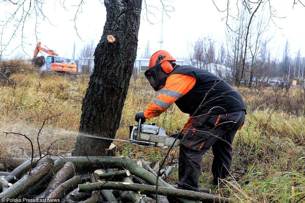 Wycinka i podcinka drzew - Sosnowiec