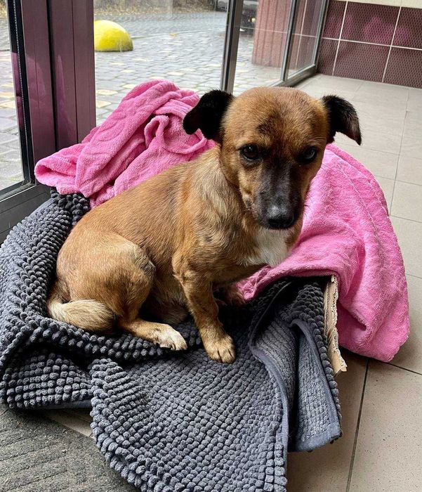 Цуценя шукає домівку!