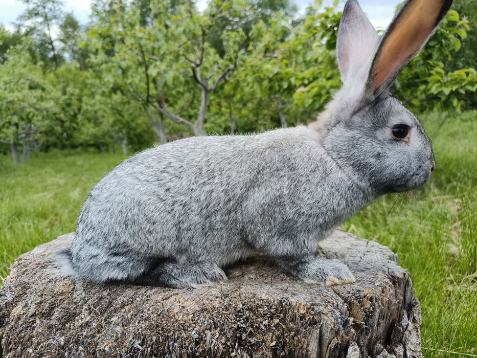Свійські кролики