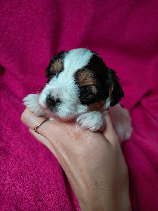 Yorkshire terrier Biewer piesek