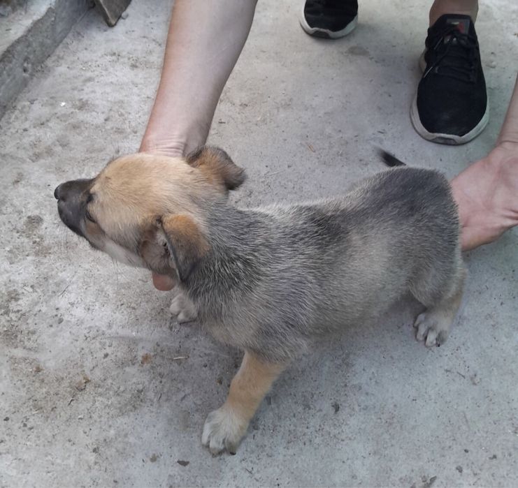 Забирайте щенят,творите добро!!!