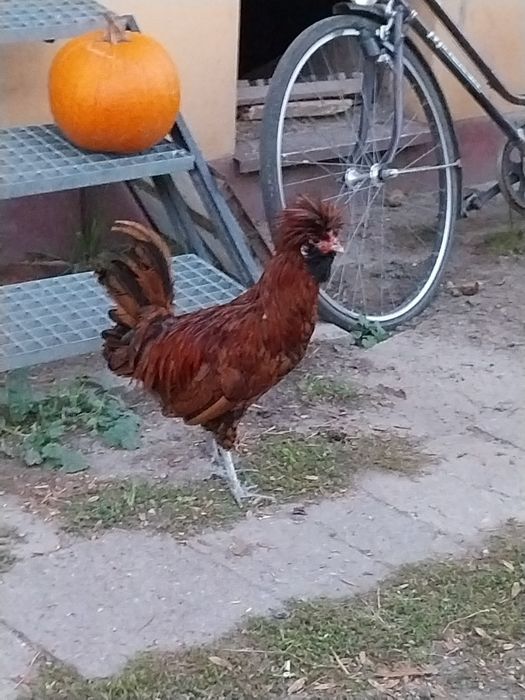 Kurki kogut czubatki