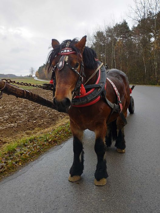 Sprzedam ogiera 2,5 roku.