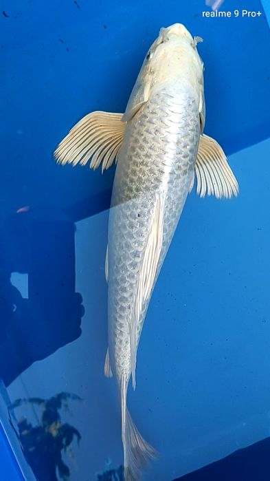 Karp koi long fin