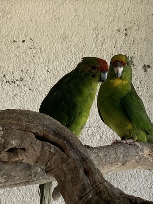 Kakariquis para criar a mao