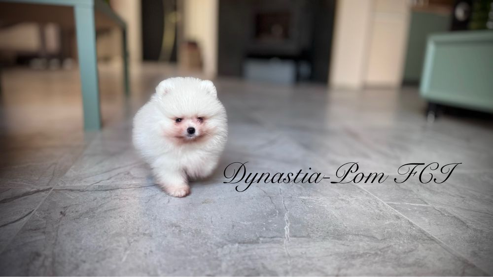 Szpic miniaturowy pomeranian FCI