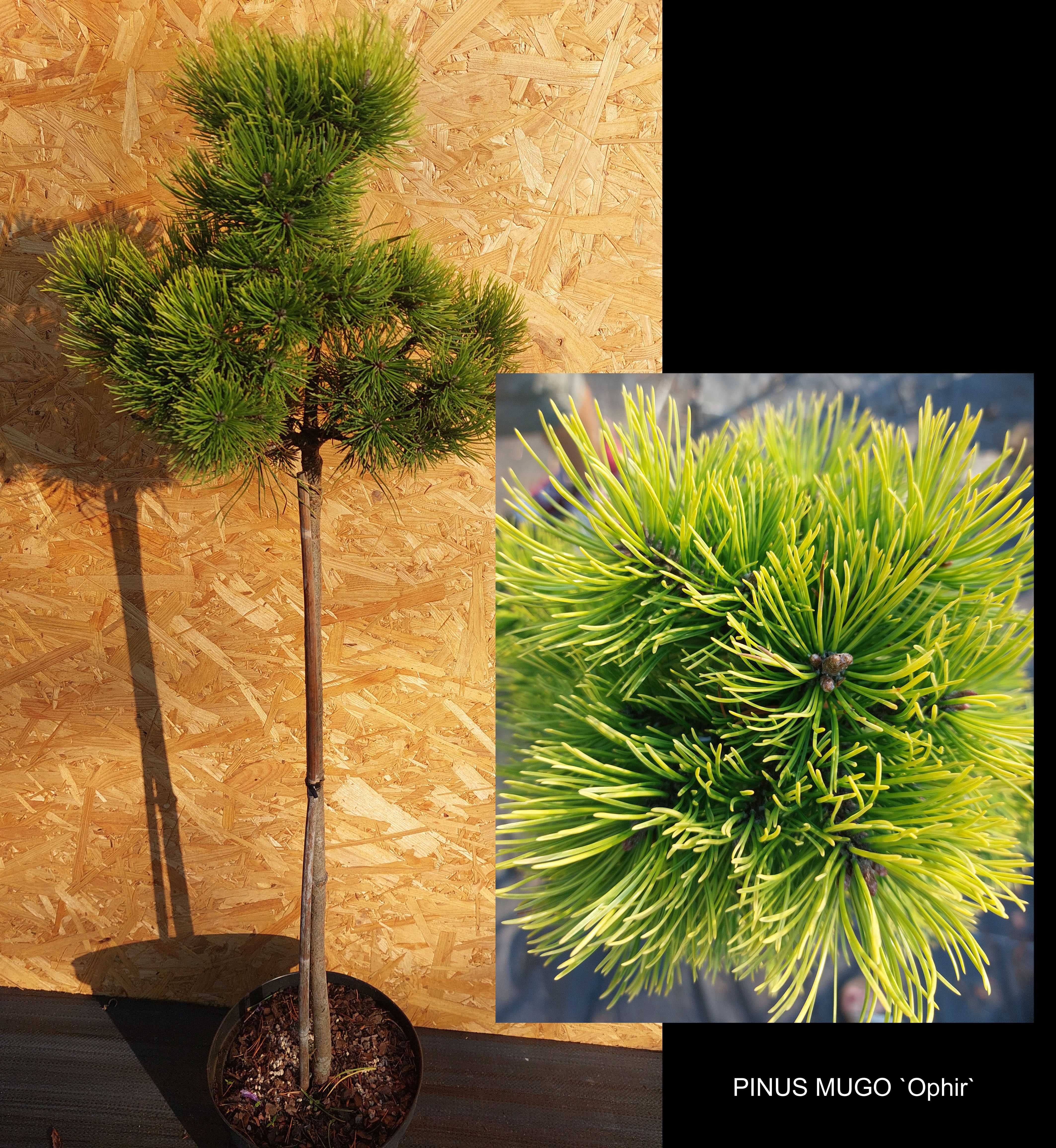 Sosna kosodrzewina - Pinus mugo `Ophir`