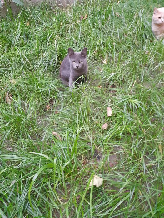 Бесплатно отдам котят.