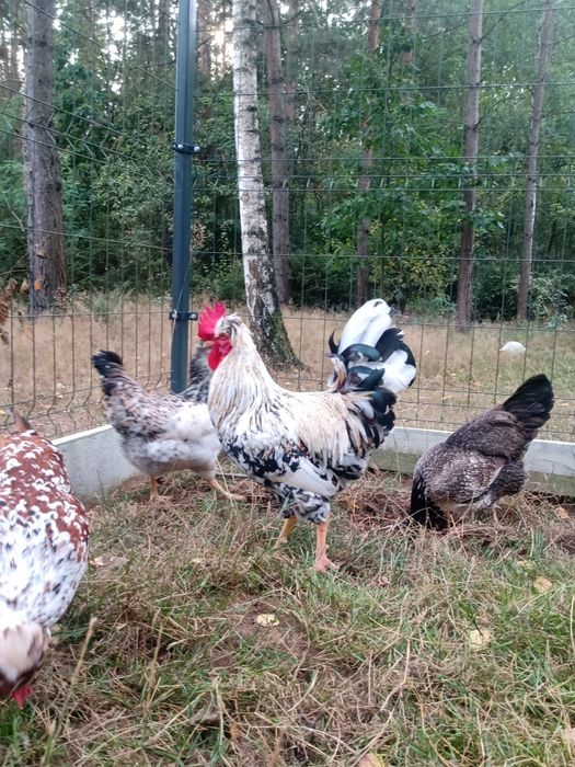 Kogut czubatka staropolska