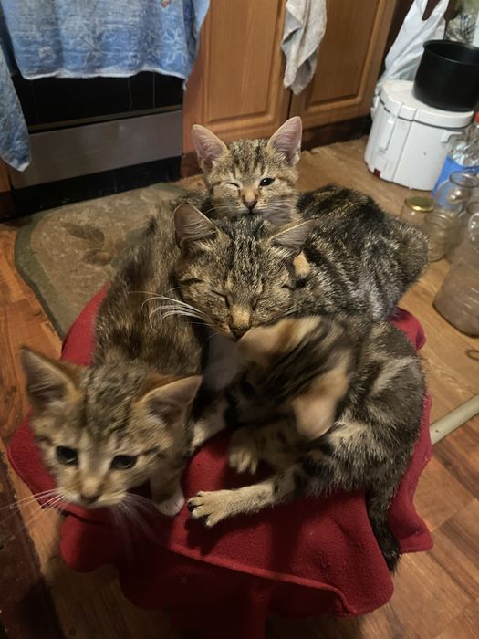 Продам трьох двомісячних породистих котинят