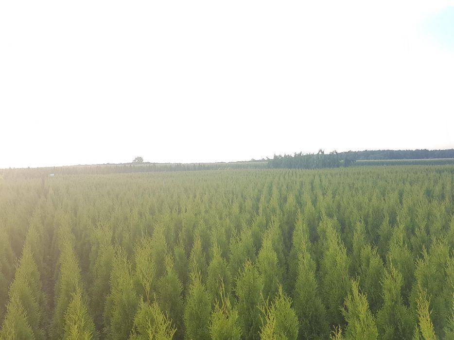 Tuja Szmaragd 140 cm Tuje 120 Thuja Smaragd miedzyrzecz