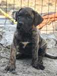 Presa Canario com LOP / cães de guarda