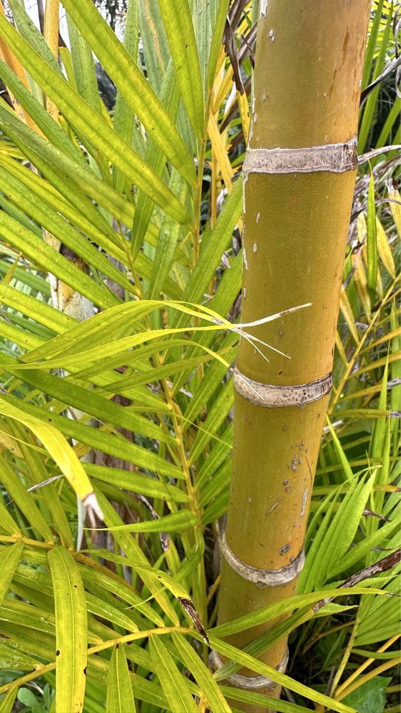 PALMEIRA-ARECA *Dypsis lutescens*