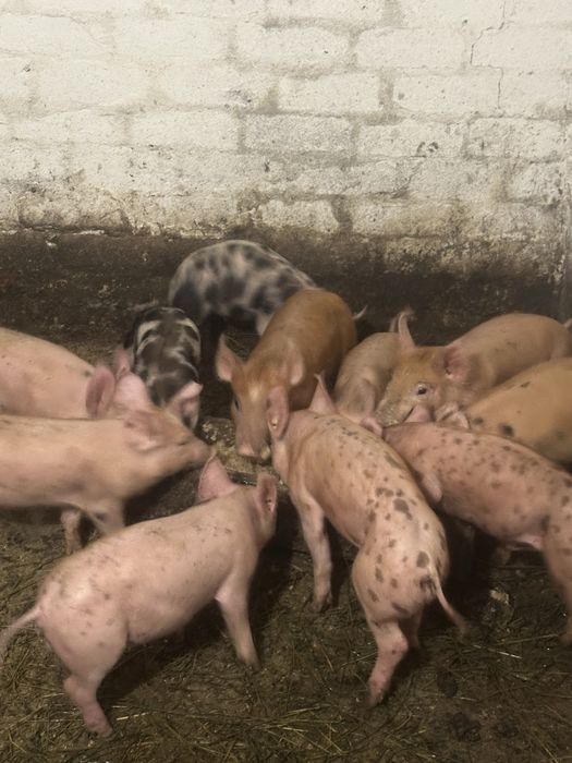 Продам поросят , вік 1 місяць 1 тиждень