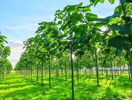 Drzewo tlenowe Paulownia ShanTong Oxytree sadzonki producent